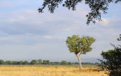 View across the Okavango from Kadizora