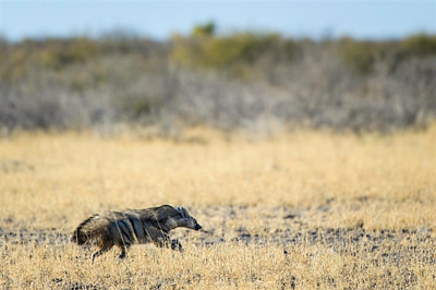 Kalahari Plains Camp aardwolf