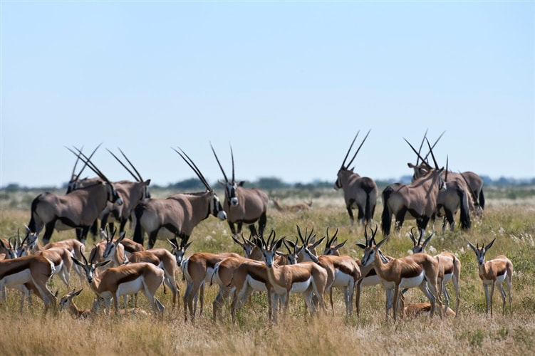 Oryx and Springbok in the Kalahari Botswana