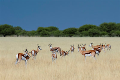 Kalahari Plains Camp herd of springbok