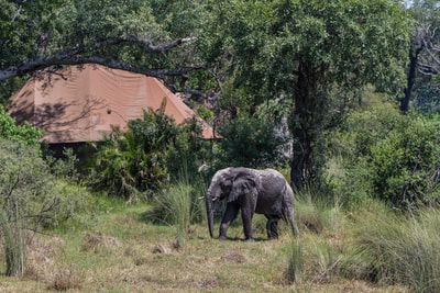 Kanana Camp elephant in front of guest tent