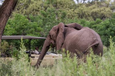 Kanana Camp game drive and elephant sighting