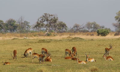 Herd of red lechwe, Okavango Delta