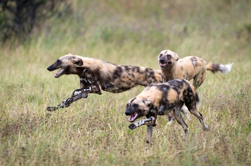 Wild dog hunting, Venture To Botswana