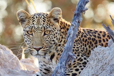 Leopard, Moremi Game Reserve