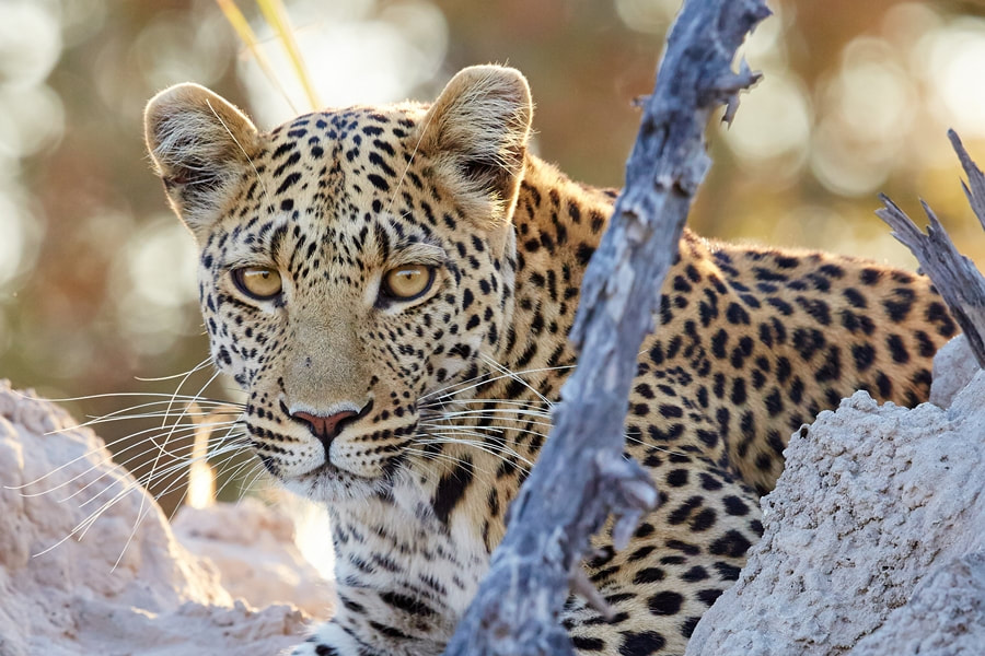 Kwara Camp leopard