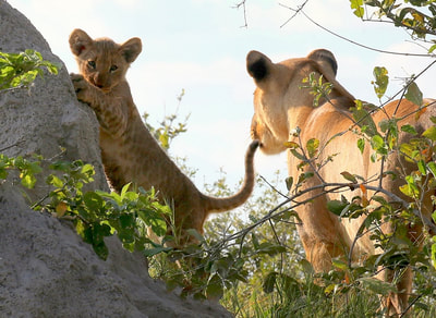 Lioness and Cub, Moremi