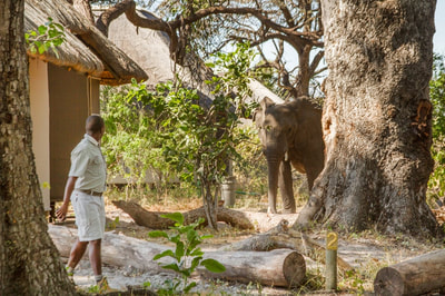 Lagoon Lodge elephant visitor in camp