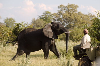 Lebalal Camp game drive and elephant sighting