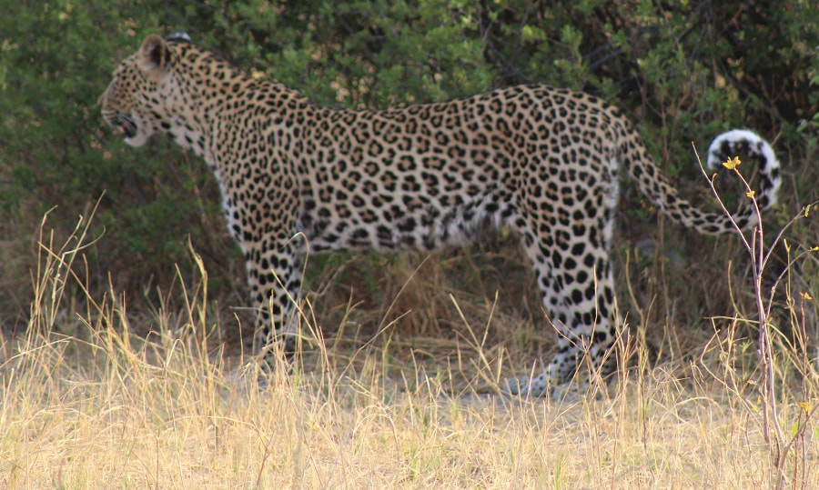 Leopard, Khwai area, Botswana