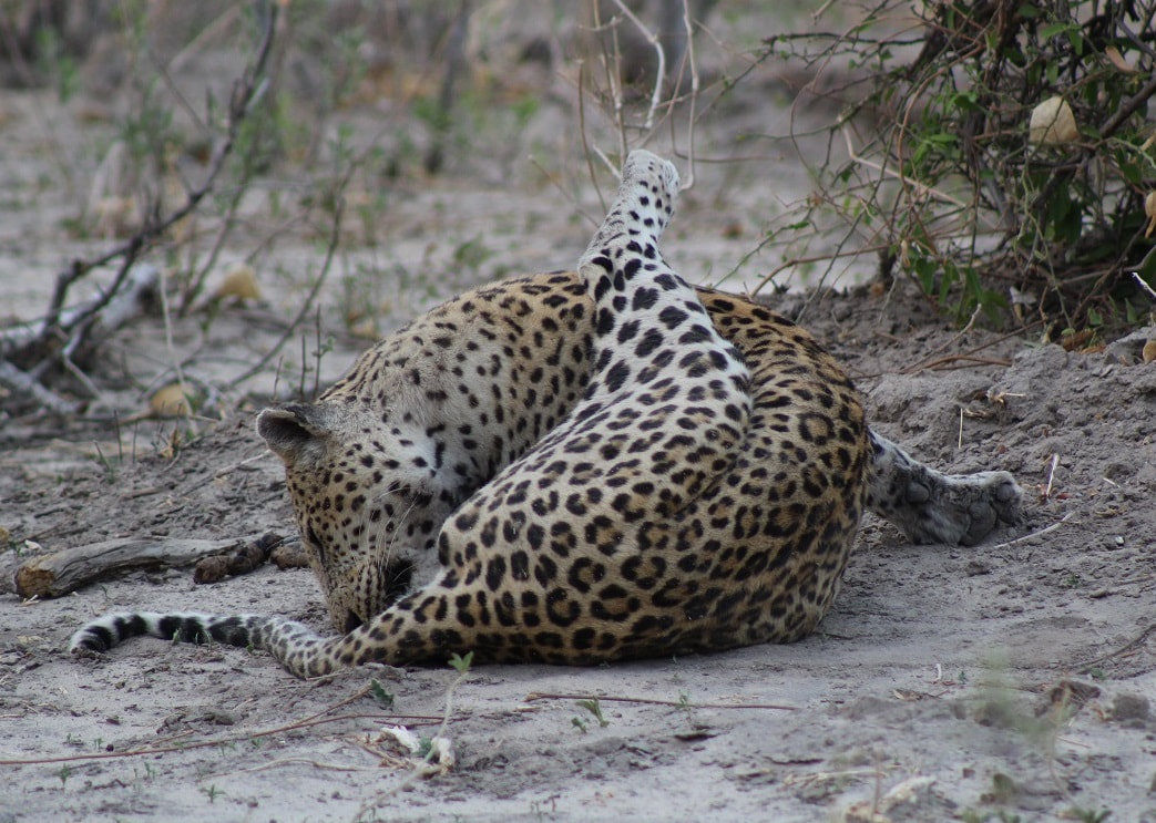 Leopard, just a big cat, Santawani area