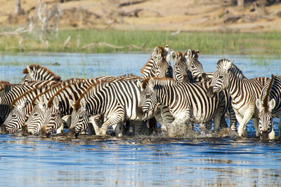 Leroo La Tau plains zebra in the River