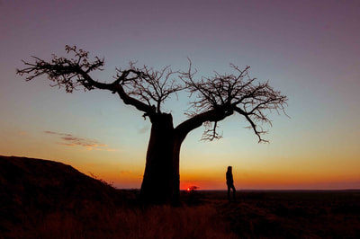 Sunset at under a baobab, Tuli Block