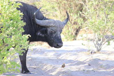 Buffalo bull, Okavango Delta