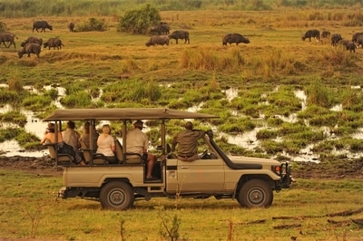 Linyanti Bush Camp game drive and buffalo sighting