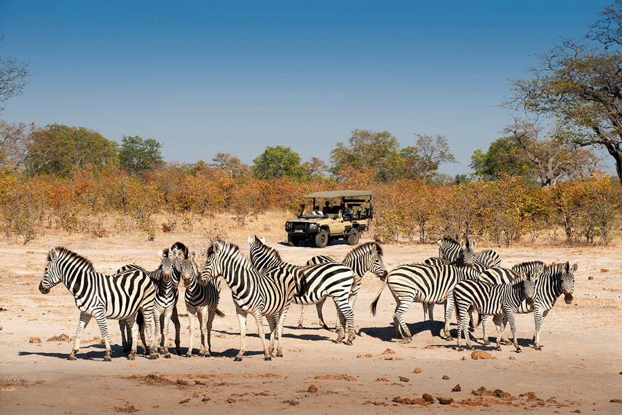 Linyanti Expeditions game drive and plains zebra sighting