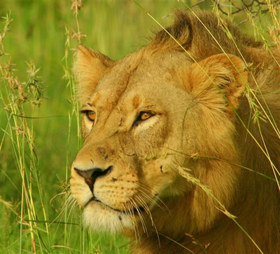 Young lion (Panthera leo) Moremi Game Reserve, Botswana