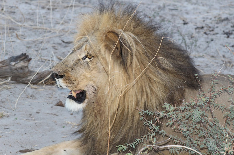Lion, Santawani area, Botswana