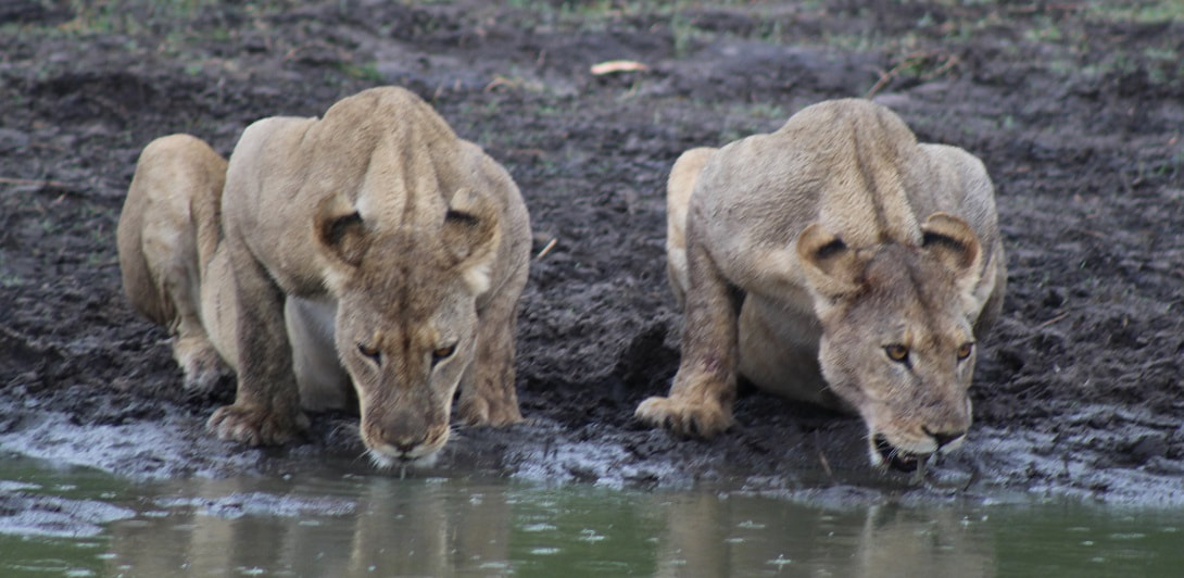 Lions at waterhole, Santawani area, Botswana