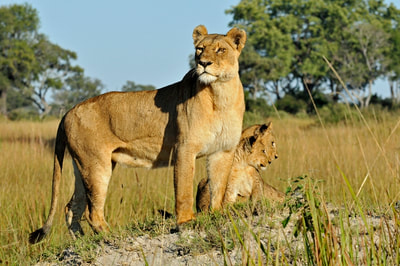 Lioness and cubs sighting from Splash Camp, Okavango Delta