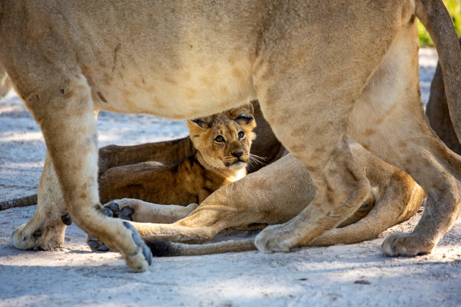 Little Sable lioness and cubs