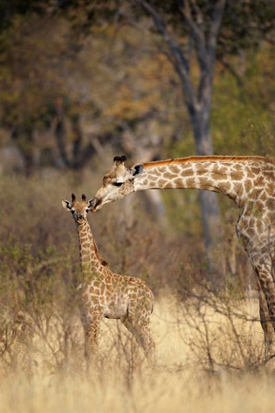 Giraffe and calf, Okavango Detla