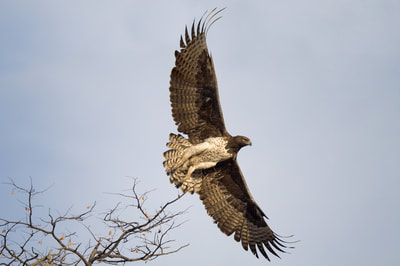 Martial eagle in flight, Botswana