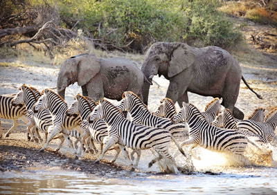 Elephants and plains zebra, Boteti River
