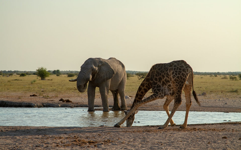 Elephant and giraffe at waterhole, Nxai Pan