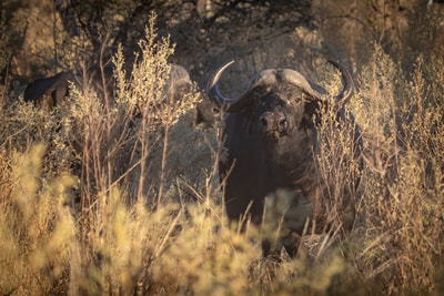 Cape buffalo bull, Dinare Reserve, Botswana