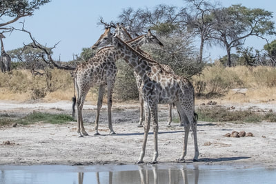 Giraffe at the waterhole, Dinare Reserve