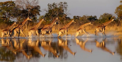 Giraffe herd, Selinda, Botswana