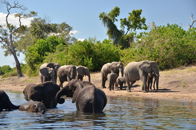 Elephant herd, Chobe River