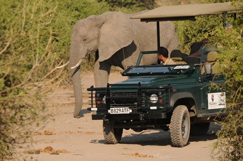 Game drive and elephant sighting, northern Chobe