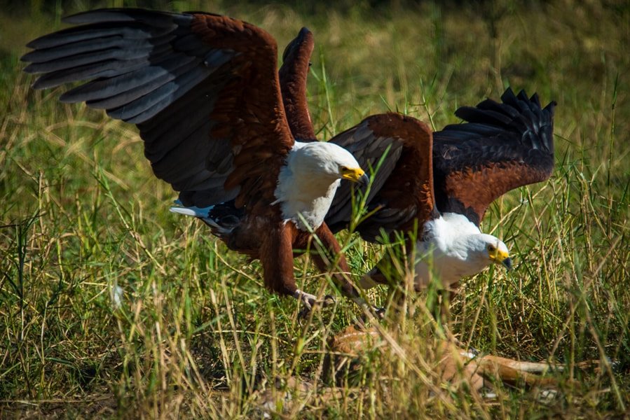 Nokanyana Camp pair of african fish eagles