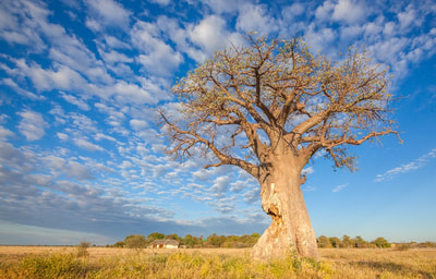 Baobab Tree, Kalahari, Botswana