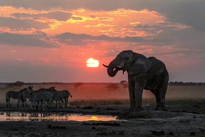 African elephant and plains zebra at waterhole. Sunset in Botswana