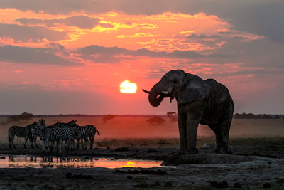 Elephant and Zebra at waterhole, Botswana