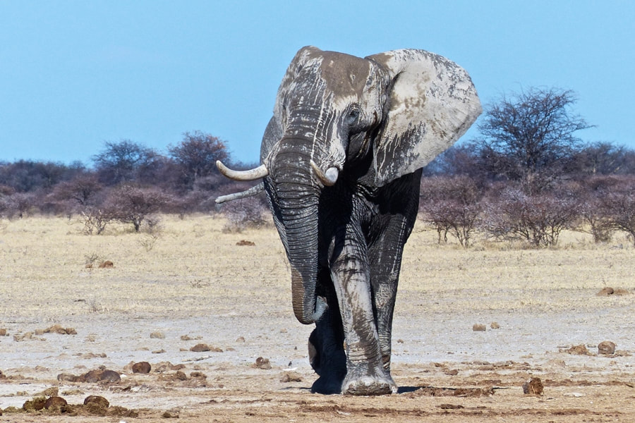 Elephant (Loxodonta africana), Savute, Botswana