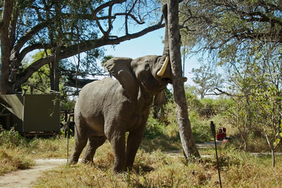 Elephant rubbing trunk on tree at Oddball's Camp, Okavango, Botswana