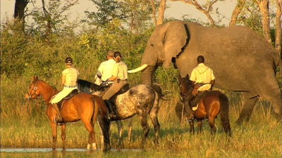 Okavango Horse Safaris elephants on safari