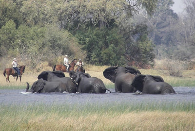 Okavango Horse Safaris, elephant sighting