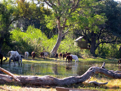 Horses resting at the end of a safari day, Okavango Delta