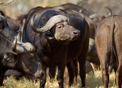 Buffalo herd, Okavango Delta