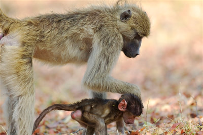 Chacma baboon and baby, Okavango Delta