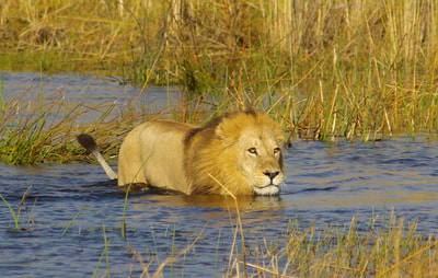 Lion swimming in the Okavango Delta