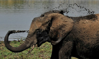 Elephant mud bath, Okavango Delta