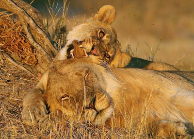 Young lions resting, Makgadikgadi Pans, Botswana