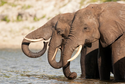 3 Elephants drinking from the Chobe River, Northern Botswana