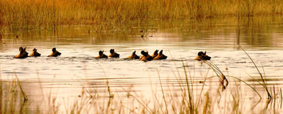 Pack of African wild dog swimming across Selinda Spillway, Botswana